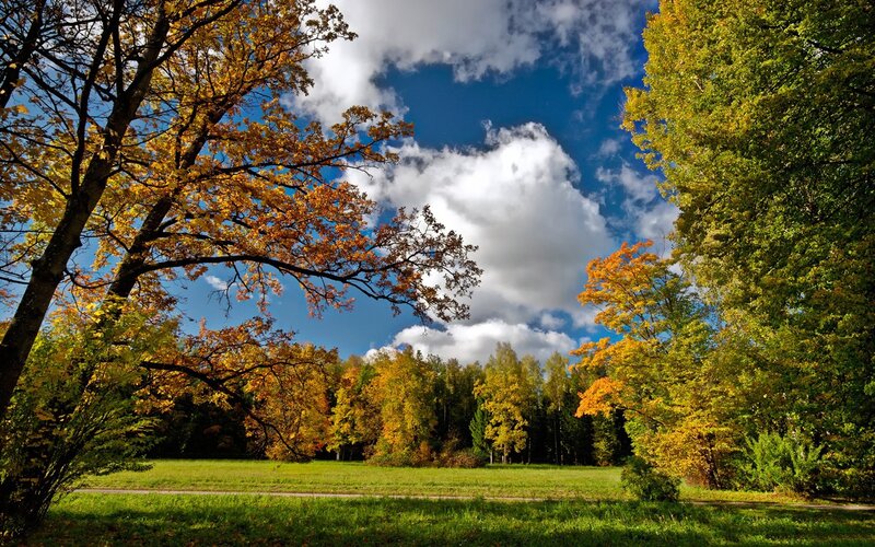 Autumn forest with blue sky