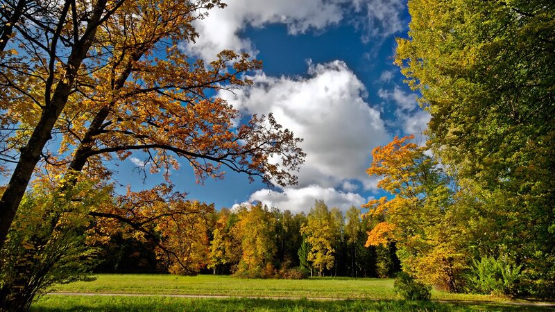 Autumn forest with blue sky