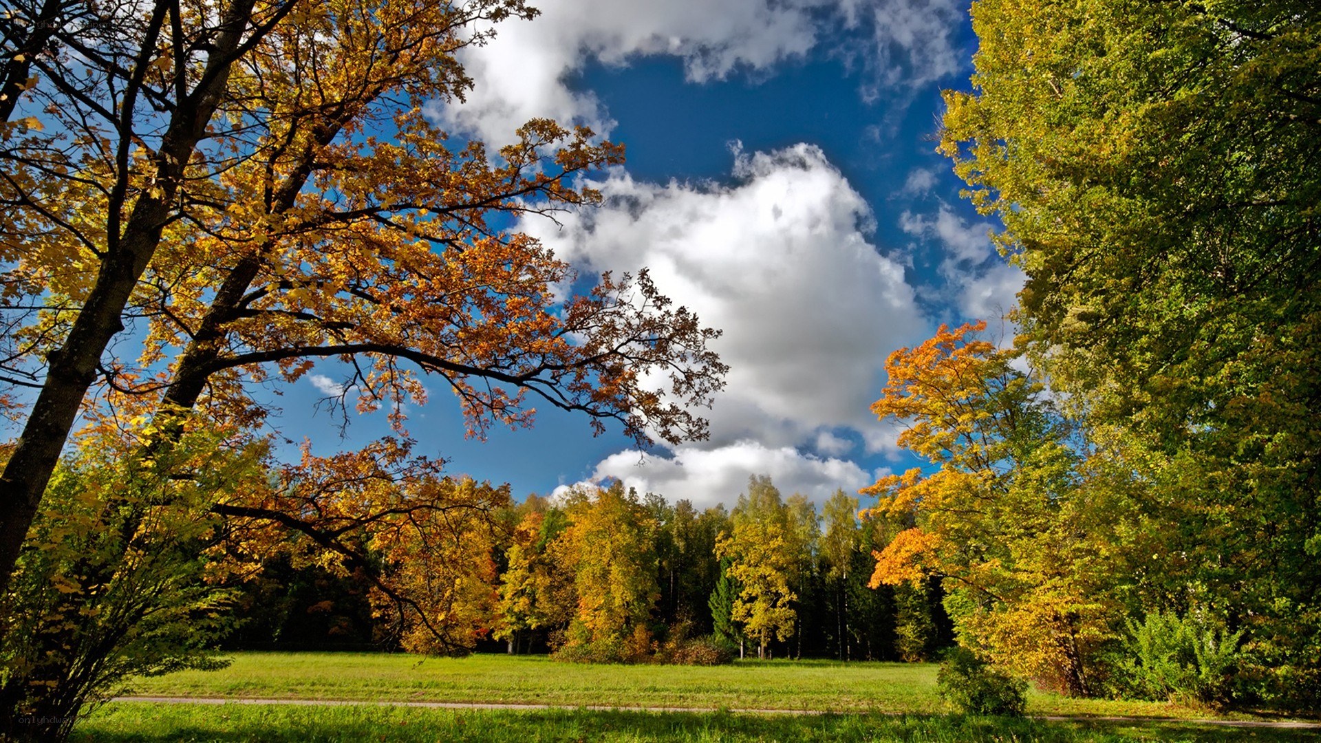 Autumn forest with blue sky
