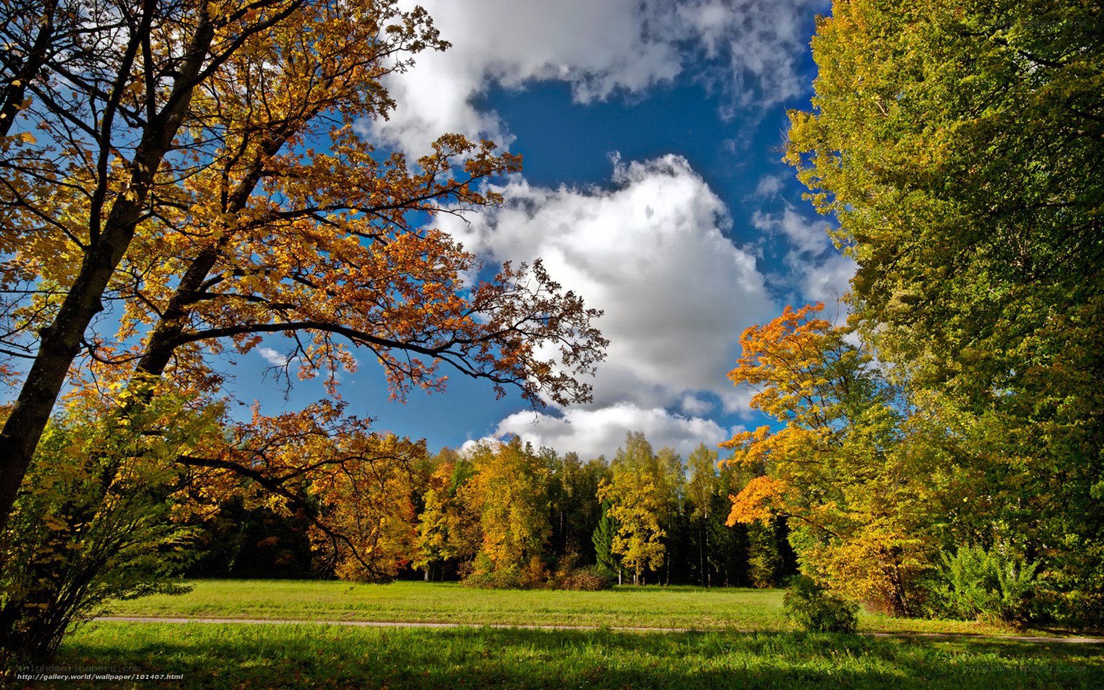 Autumn forest with blue sky