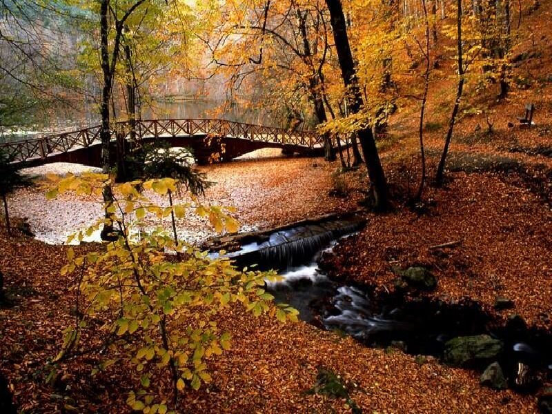 Autumn forest with bridge