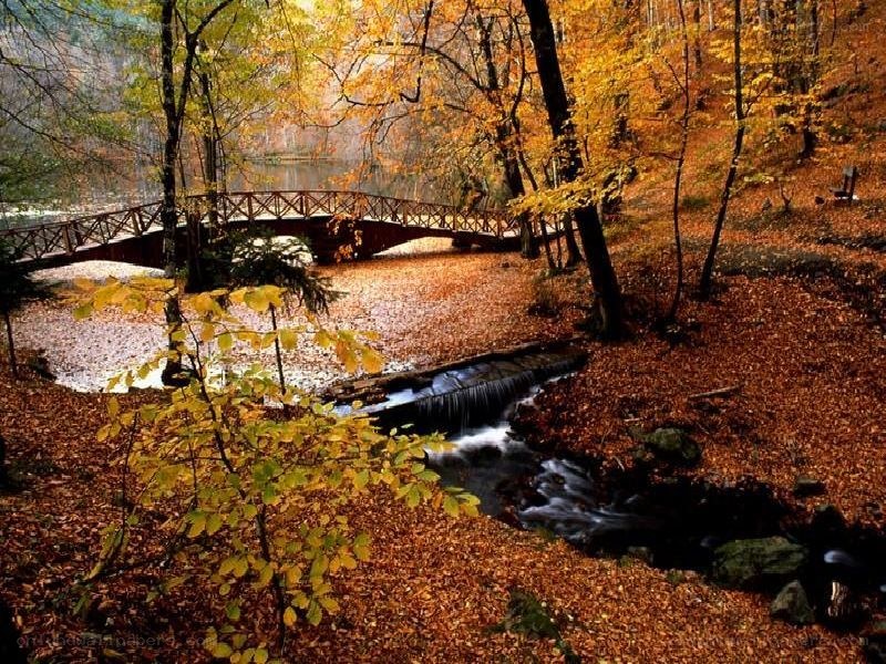 Autumn forest with bridge