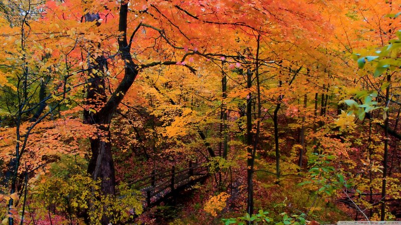 Autumn Forest with Bridge — Orange, Serene, Photograph