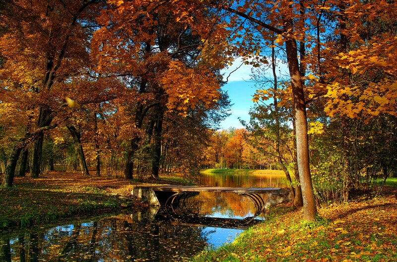 Autumn Forest with Bridge — Orange, Serene