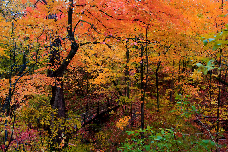 Autumn Forest with Bridge — Orange