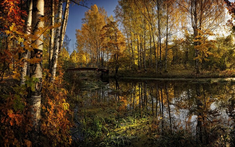 Autumn forest with bridge