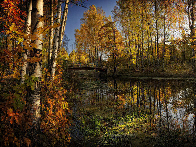Autumn Forest with Bridge — Yellow