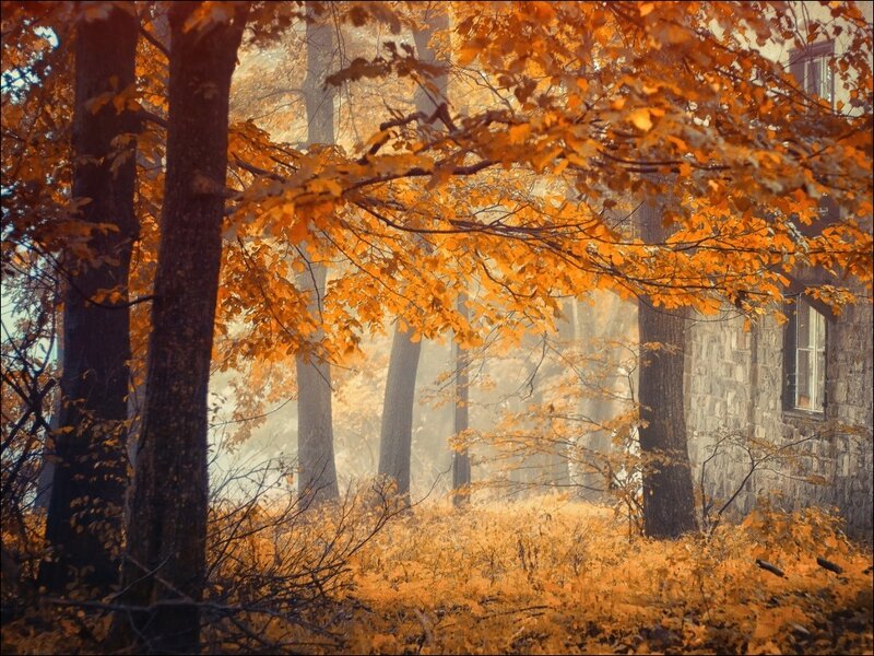 Autumn Forest with Building