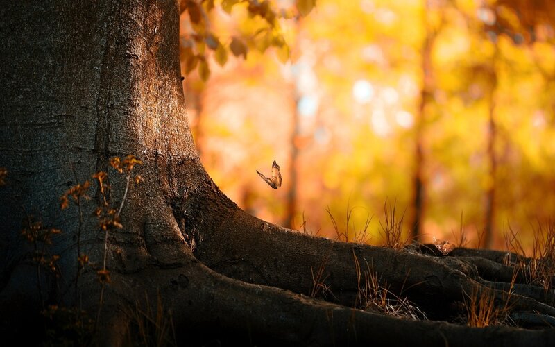 Autumn forest with butterfly