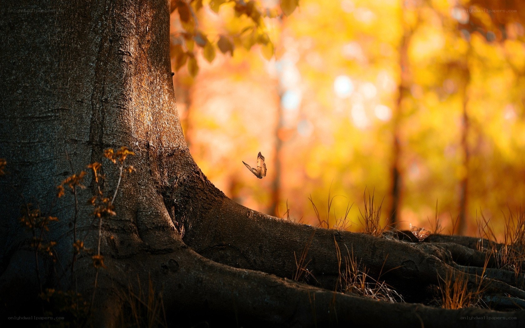 Autumn forest with butterfly