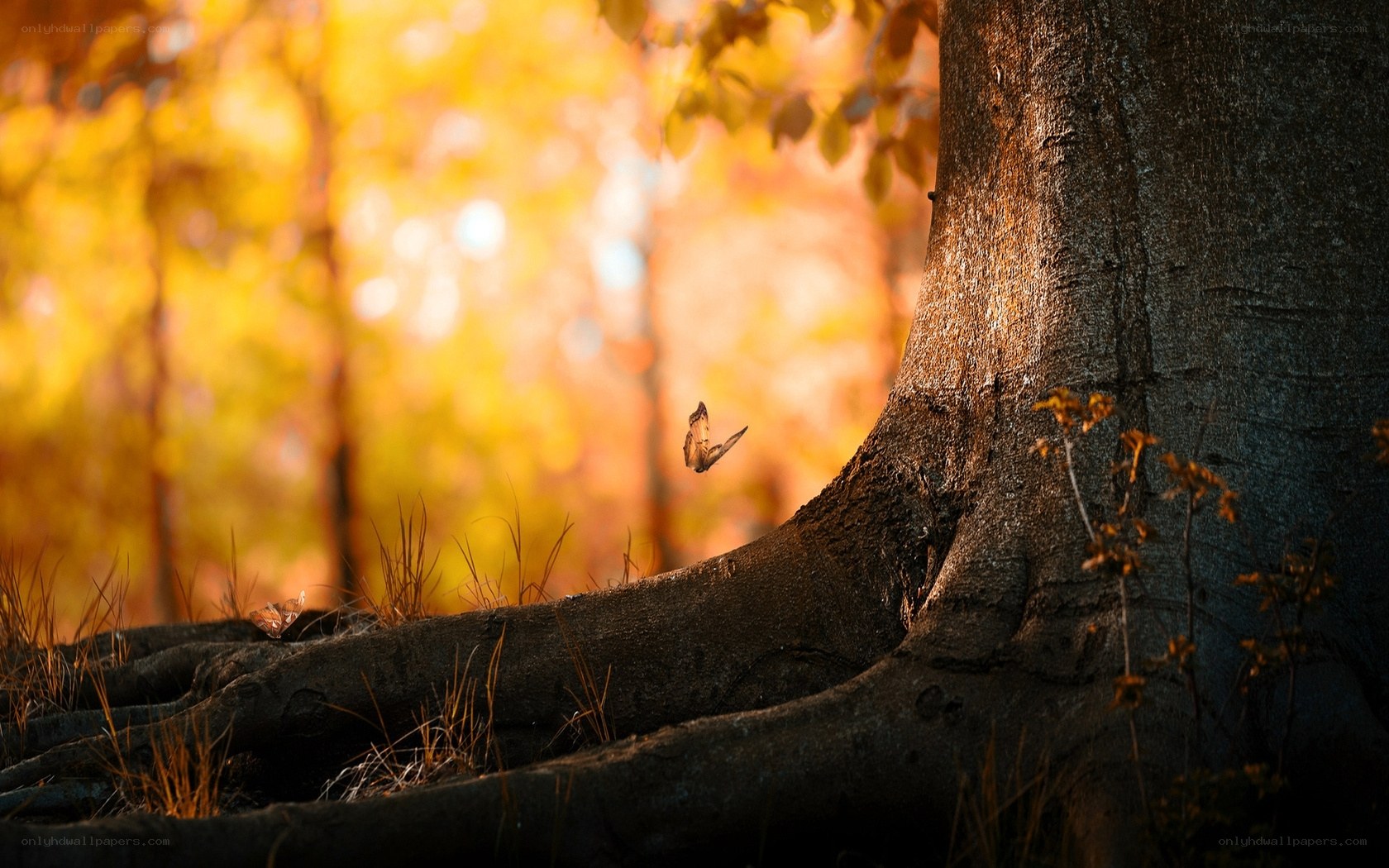 Autumn forest with butterfly