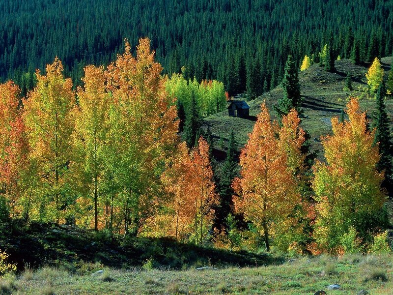 Autumn forest with cabin