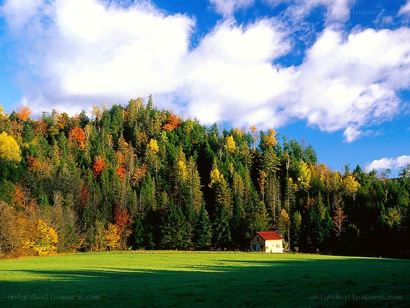 Autumn forest with cabin