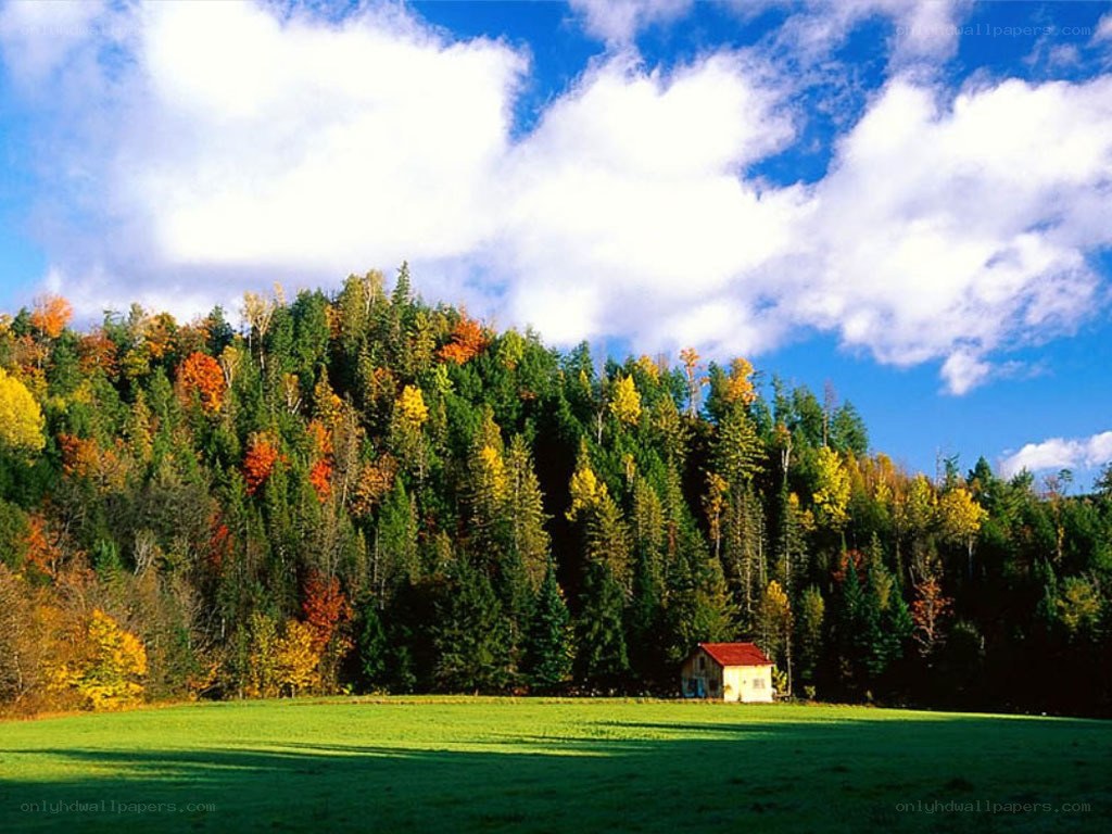Autumn forest with cabin
