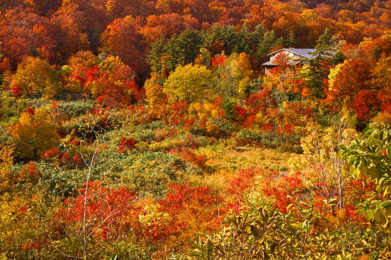 Autumn Forest with Cabin — Red