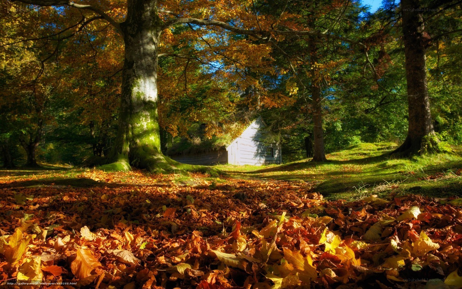 Autumn forest with cabin