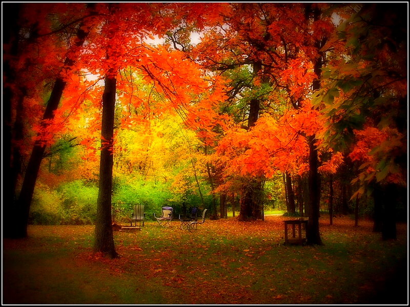 Autumn Forest with Chairs