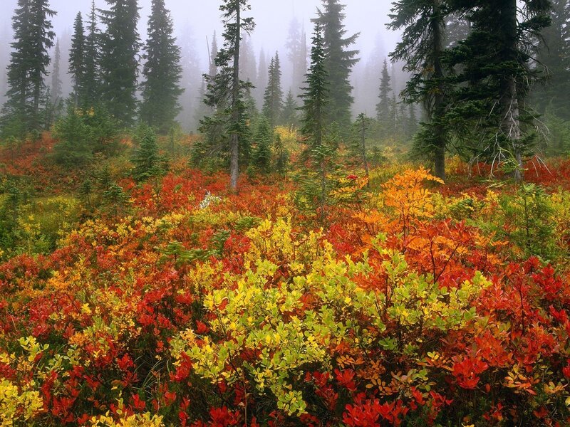 Autumn forest with colorful foliage