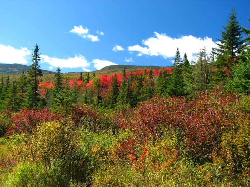 Autumn forest with colorful foliage