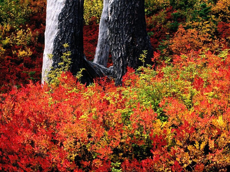 Autumn forest with colorful foliage