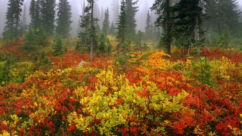 Autumn forest with colorful foliage