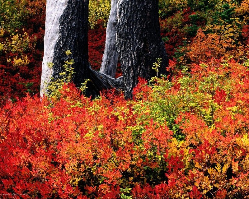 Autumn forest with colorful foliage