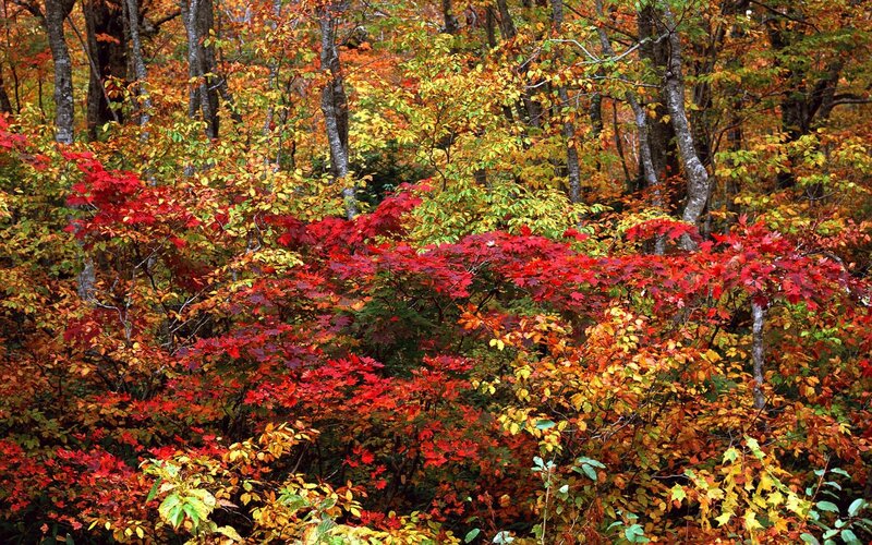 Autumn forest with colorful foliage