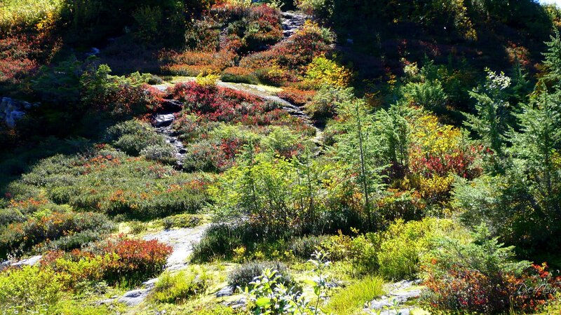Autumn forest with colorful foliage