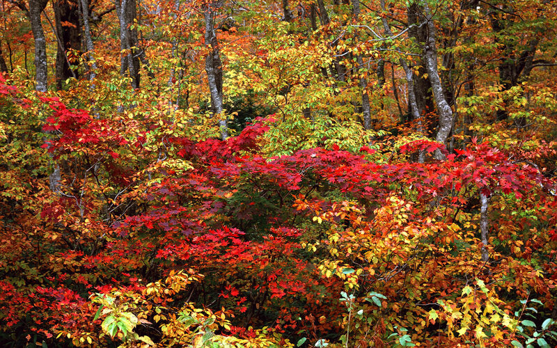 Autumn forest with colorful foliage