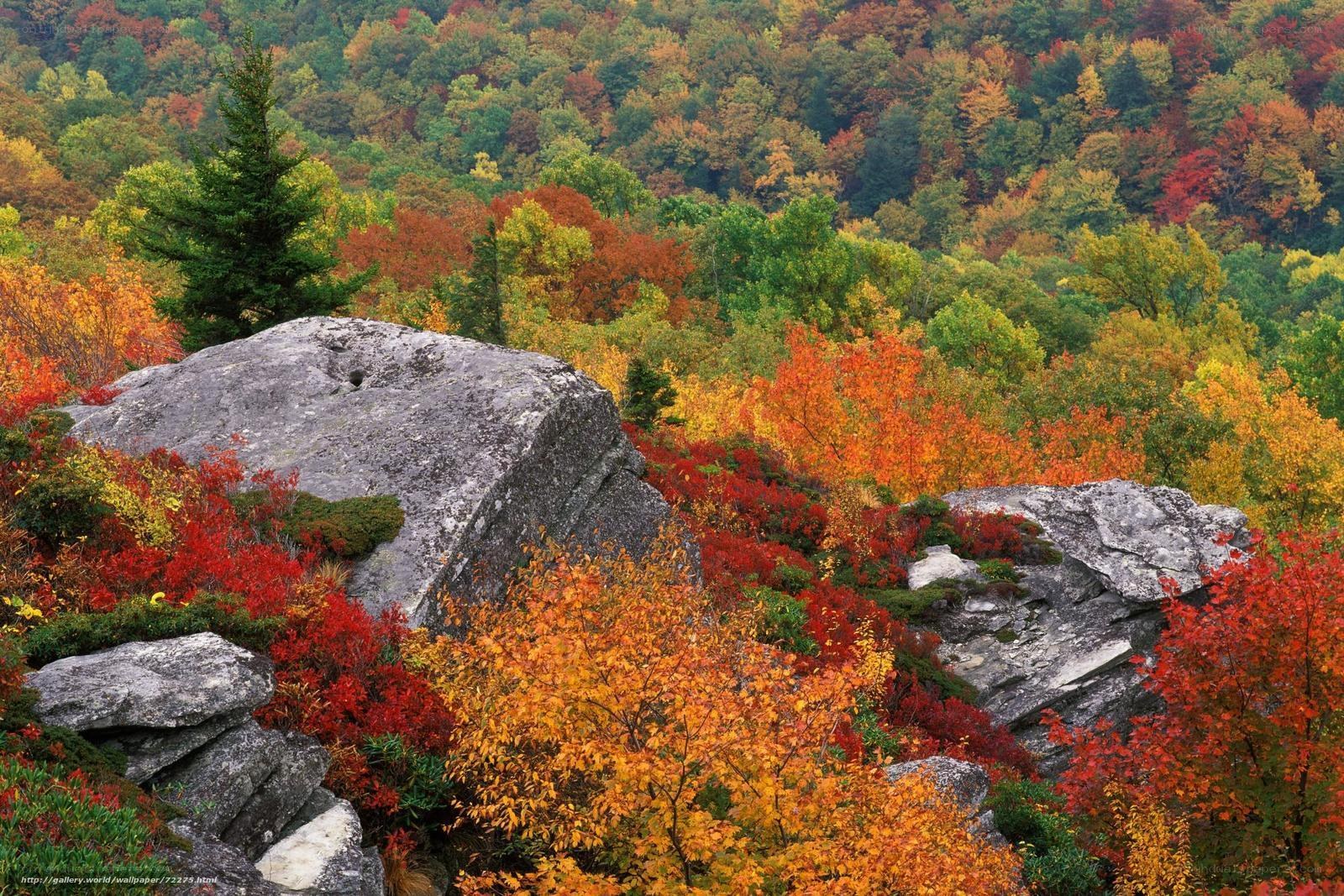Autumn forest with colorful foliage