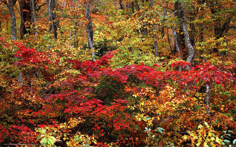 autumn forest with colorful foliage