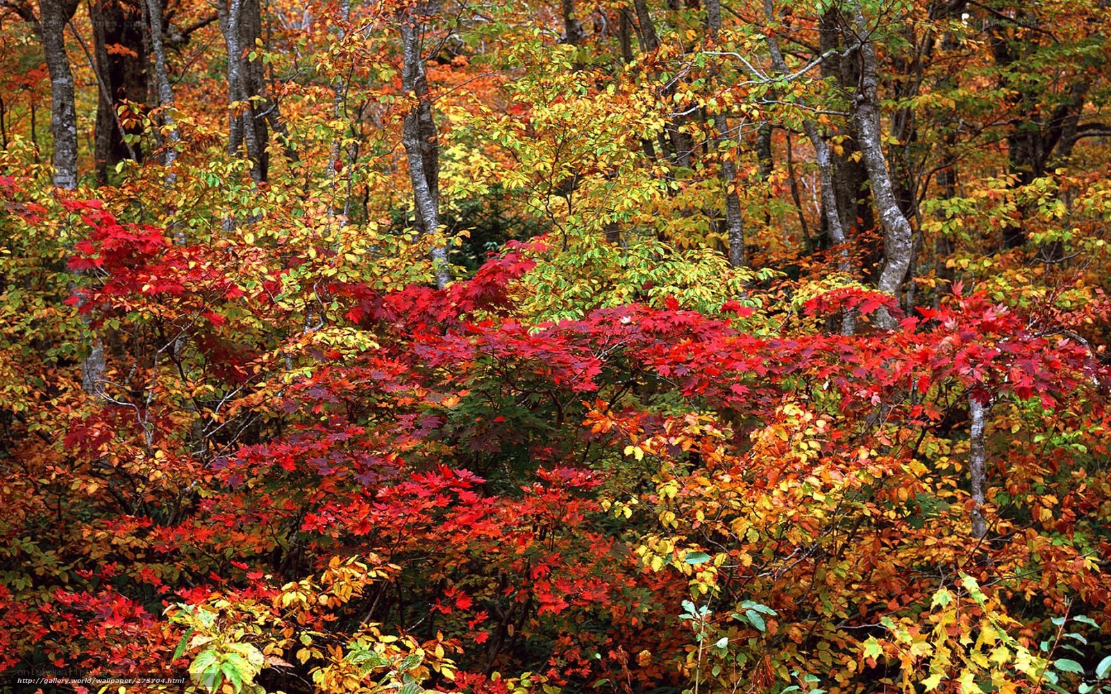 autumn forest with colorful foliage