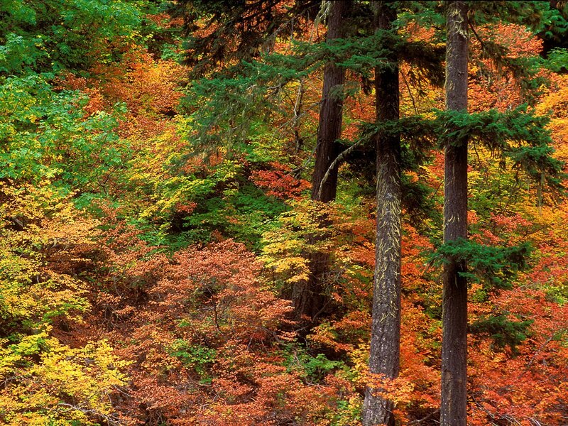 Autumn forest with colorful foliage