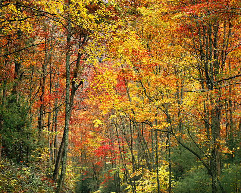 Autumn forest with colorful foliage