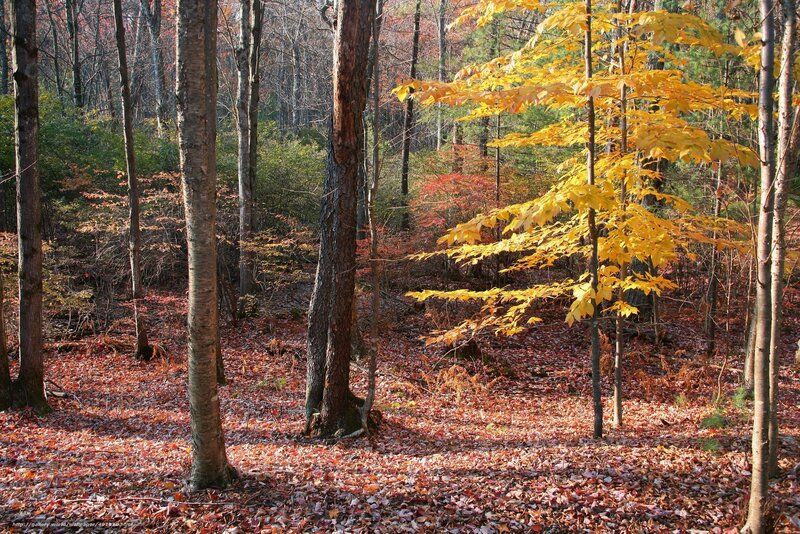 Autumn forest with colorful leaves