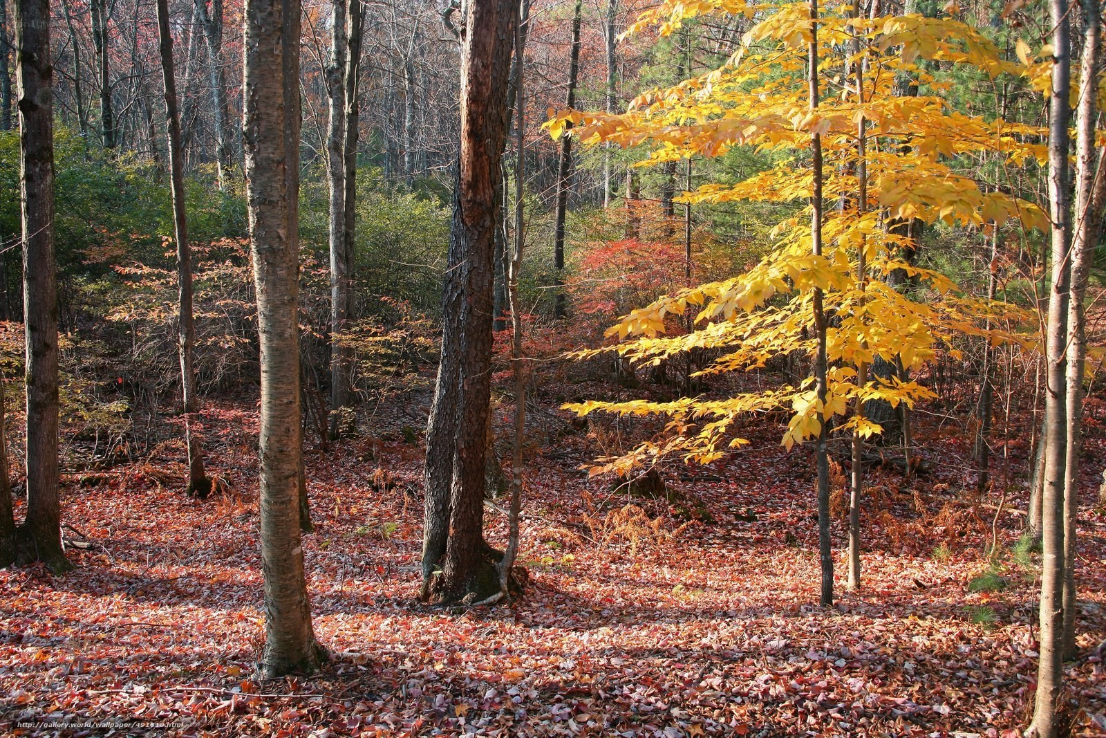 Autumn forest with colorful leaves