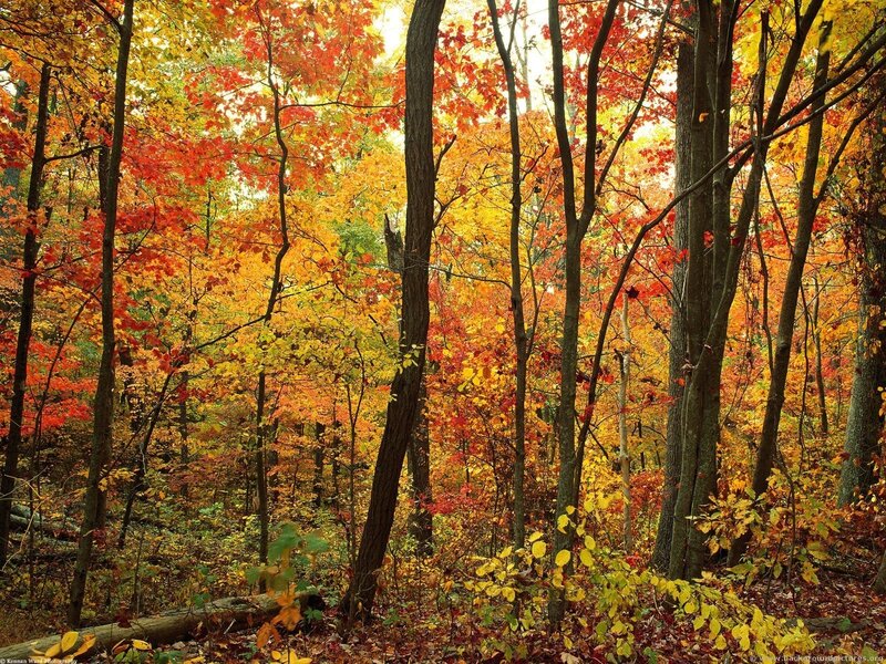 Autumn forest with colorful leaves