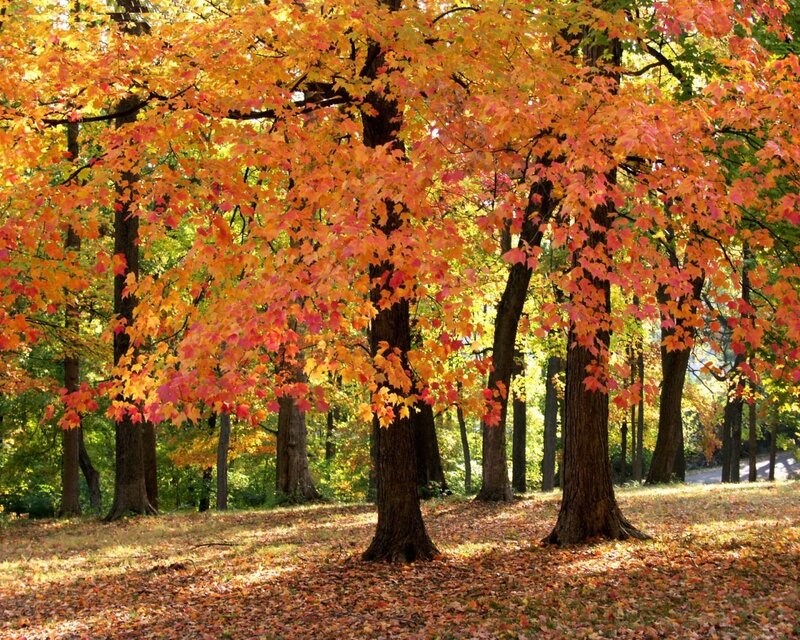 Autumn forest with colorful leaves