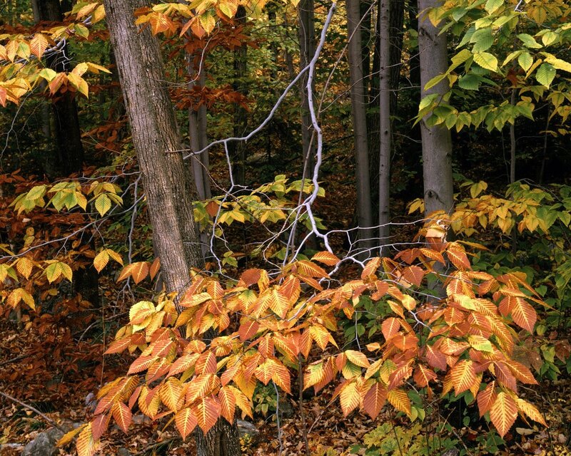 Autumn forest with colorful leaves