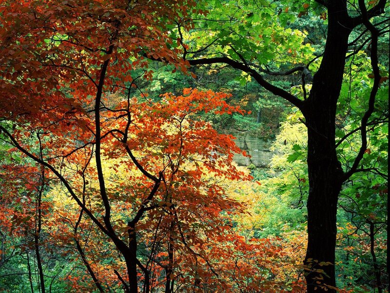 Autumn forest with colorful leaves