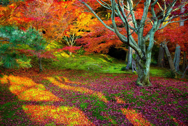Autumn forest with colorful leaves