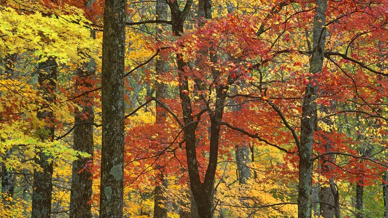 Autumn forest with colorful leaves