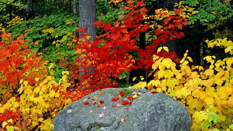 Autumn forest with colorful leaves