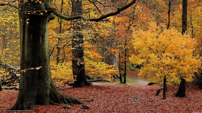 Autumn forest with colorful leaves