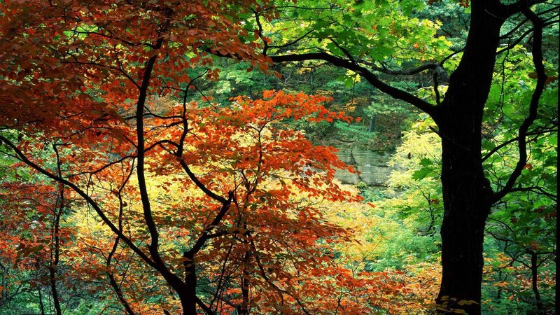 Autumn forest with colorful leaves