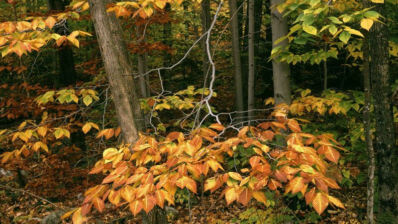 Autumn forest with colorful leaves
