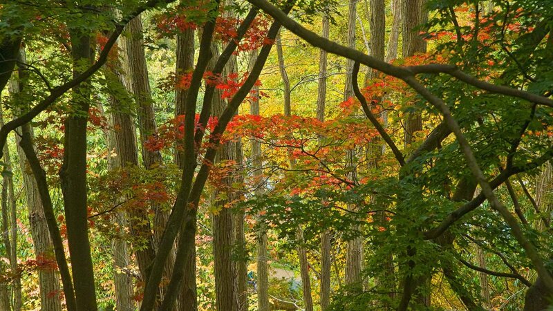 Autumn forest with colorful leaves