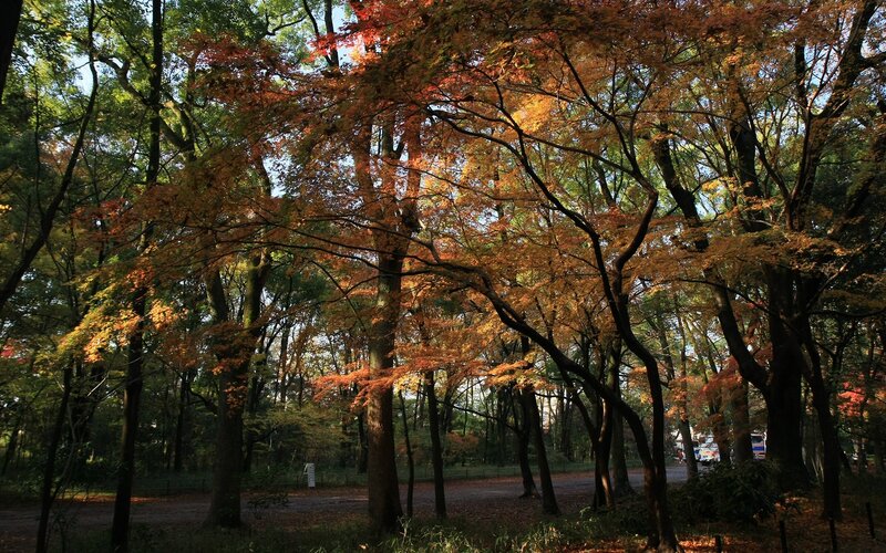 Autumn forest with colorful leaves