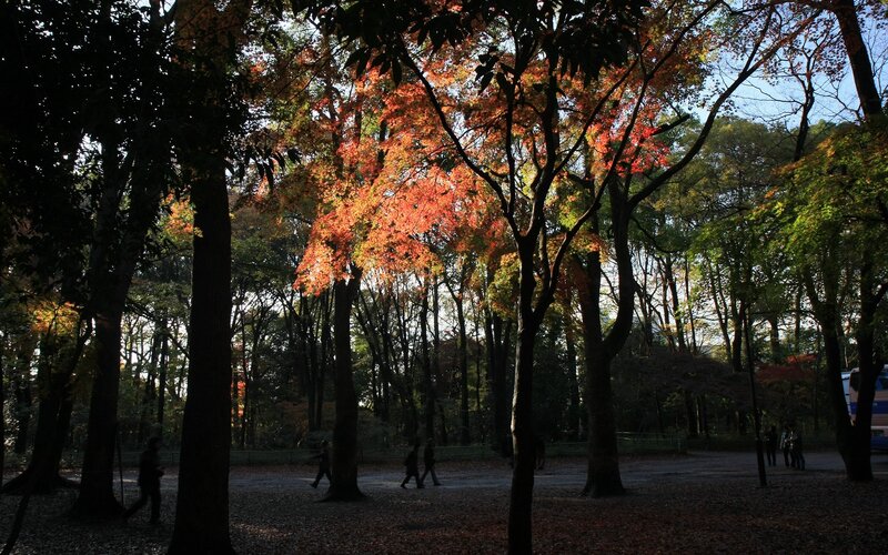 Autumn forest with colorful leaves