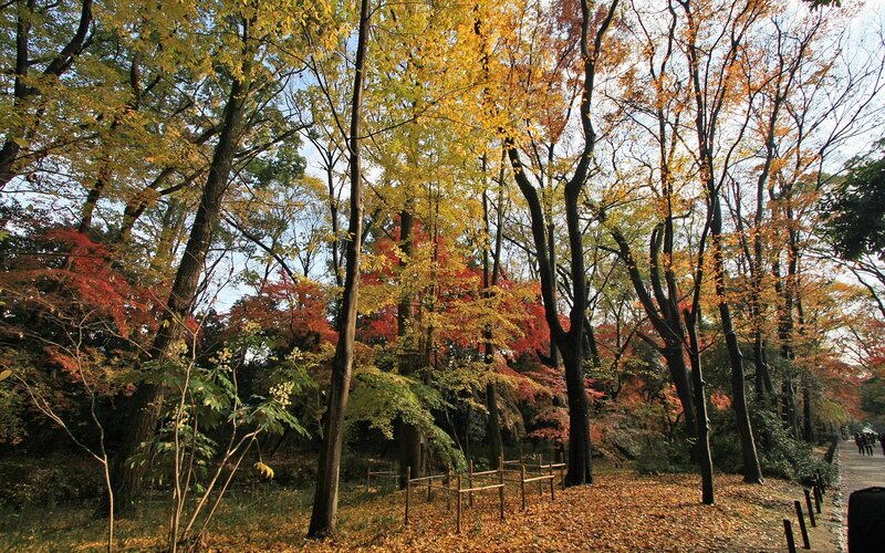 Autumn forest with colorful leaves